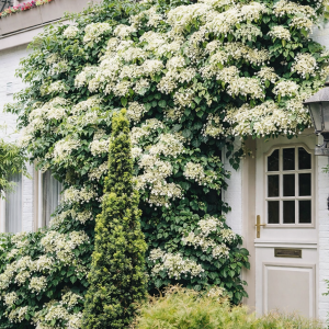 Hortenzia popínavá (Hydrangea anomala petiolaris) - výška 60-80 cm, kont. C2L